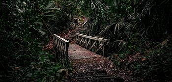 jungle, bridge, path, nature, forest, trees, river, green, clouds, light, travels