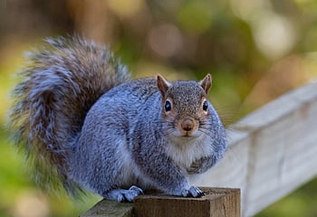 scoiattolo grigio, guardare lo scoiattolo, scoiattolo, carina, grigio, selvaggio, Marrone, mammifero, natura, peloso, pelliccia
