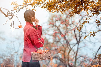 persimmon Tree, persimmon, sweet Persimmon, autumn, fruit, orange, healthy, nature