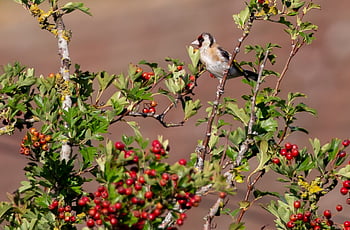cardellino, uccello, animale, cardellino europeo, aviaria, natura, uccello canoro, piccolo uccello, carduelis carduelis, albero, ramo