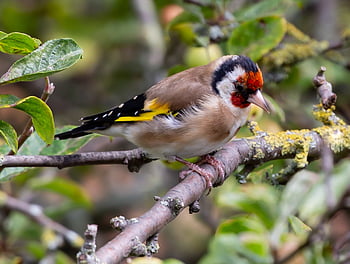 goldfinch, bird, animal, small Bird, european Goldfinch, avian, nature, wildlife, carduelis Carduelis