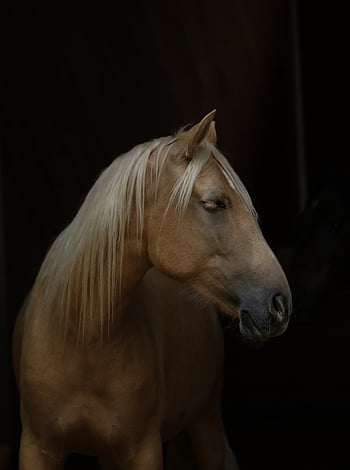 cavallo, animale, equino, capo, ritratto, equestre, azienda agricola, animale da fattoria, cortile della fattoria, cavallo marrone, natura