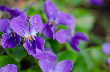 fialový, viola, květ, voňavé fialky, pochodové fialky, nachový, zblízka, jaro, viola odorata, violaceae