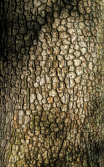 tree Bark, patterns, texture, grain, cracked, natural, pattern, bark