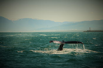 velryba, Island, moře, fluke, zelená, velrybí ploutev, krajina, oceán, panoráma, vinobraní