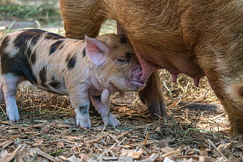 prasata, sele, kojit, dítě, chovat prasata, prasnice, roztomilý, savců, prasátko, zoo, hellabrunn