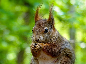 scoiattolo, roditore, pelliccia, rosso, ciuffi auricolari, Lupo giù, foraggiamento, fiducioso, parco, carina, natura