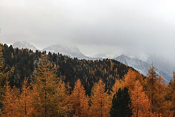 landscape photography, brown pine trees, autumn forest, misty mountains, scenic view, fall colors, mountain landscape, forest scenery, nature photography, outdoor scenery, seasonal beauty