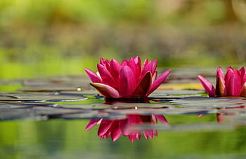 water lilies, pink water lilies, calm pond, tranquil nature, pond surface, flower reflection, natural beauty, serene water, floral scene, pond flowers, water lily blooms