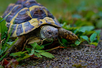 animale, tartaruga, natura, rettile, mangiare, lento, conchiglia, specie, floreale