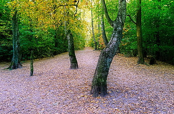 Landschaft, die Natur, Wald, der Herbst, Bäume, Natur, Blätter, trocken, Nieder, Boden, Farben