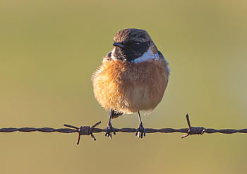 stonechat, male Stonechat, small Bird, songbird, perched, post, winter, orange, feather, bird, avian