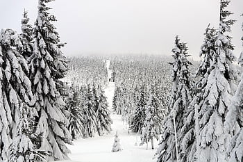 winter, trail, forest, trees, wintry, hoarfrost, winterscape, snowscape, snow-covered Trees, snowy Forest, way