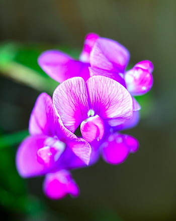 můra orchideje, krásné květiny, květinové tapety, květinové pozadí, květiny, Příroda, nachový, vika, květ, selektivní zaměření