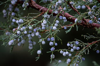 jalovec, bobule, rostlina, ovoce, strom, keř, flóra, Příroda, detailní