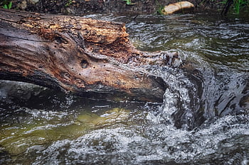 river, water, wood, trunk, waterfall, brook, log, nature