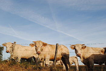 สัตว์, วัว, เลี้ยงลูกด้วยนม, Charolais, ภูมิประเทศ, สายพันธุ์, ฝรั่งเศส, มณฑลเบอร์กันดี, Nièvre, Morvan