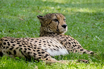 Gepard, zvíře, zoo, velká kočka, savec, masožravec, dravec, divoké zvíře, volně žijících živočichů, fauna, divočina