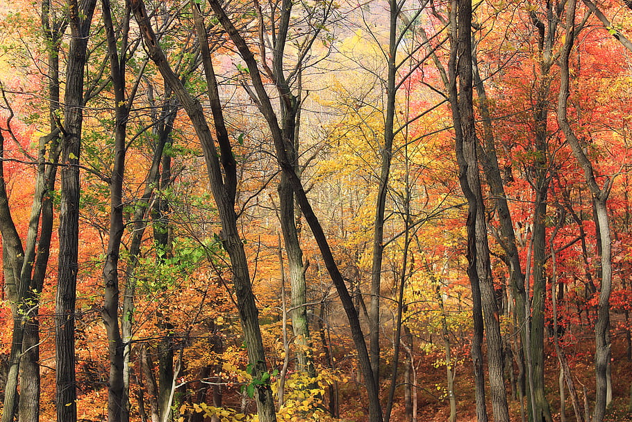Pennsylvania, Carbon County, Lehigh Gap Nature Center, autumn foliage, hardwood forest, deciduous trees, Appalachian Mountains, hiking trail, nature scene, vibrant colors