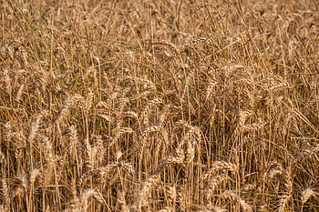 bruine tarwe, tarwe veld, landelijk platteland, rijpe tarwe, oogst tijd, agrarisch landschap, gouden tarwe, Weelderig veld, landelijke landschap, boerderij veld, tarwepot