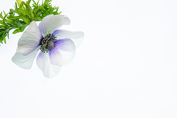 isolato, fiore, sfondo, bianca, minimo, copia spazio, pianta, fioritura, anemone, floreale, ancora