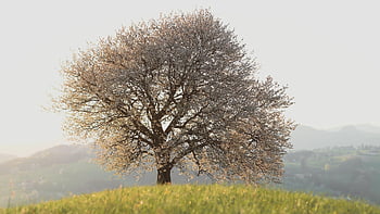tree, leaves, foliage, hill, spring, nature, landscape