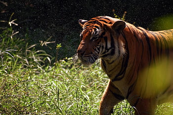 tygr, zvíře, zoo, velká kočka, pruhy, Kočkovitý, savec, Příroda, volně žijících živočichů, fotografování divoké zvěře, divoké kočky