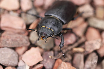 dorcus Parallelipipedus, beetle, black, wood Eaters, head, crawl, insect
