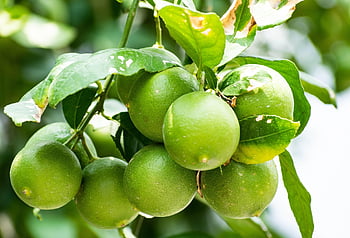 lemon, unripe, lime, green, fruit, fresh, citrus, food, tree, healthy, nature