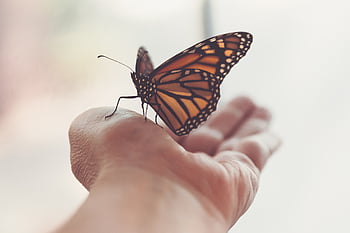 butterfly close insect, background, bug, colorful, copy space, delicate, detail, hand, holding, monarch, natural