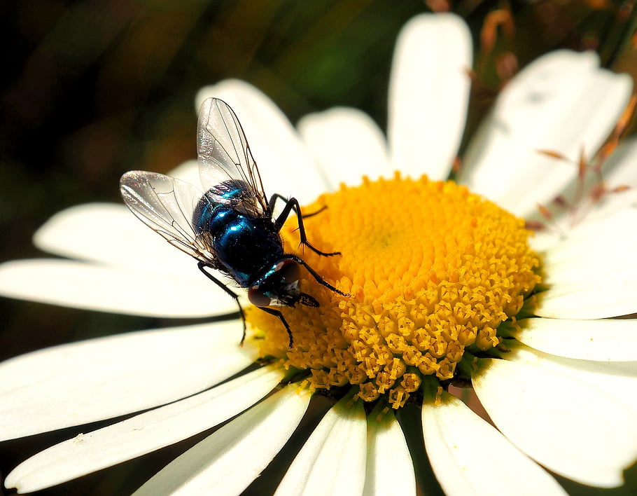 fly, bluebottle, insect, nature, macro, close Up, margarite, flower, pollen, meadow Flowers, wildflowers
