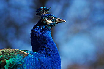 bird, peacock, ornithology, species, fauna, nature, avian, animal, wildlife