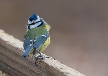 modrá sýkorka, malý pták, zahradní pták, zahrada, Příroda, větev, větvička, peří, Pírko, bluetit, pták