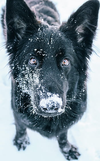cane, pastore, la neve, brina, gelido, nevoso, inverno, nevicata, ritratto, freddo, natura