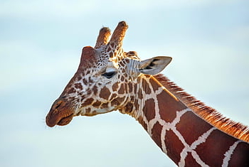animal, mammifère, girafe, faune, espèce, Afrique, safari, girafe réticulée, Kenya, la nature, faune africaine