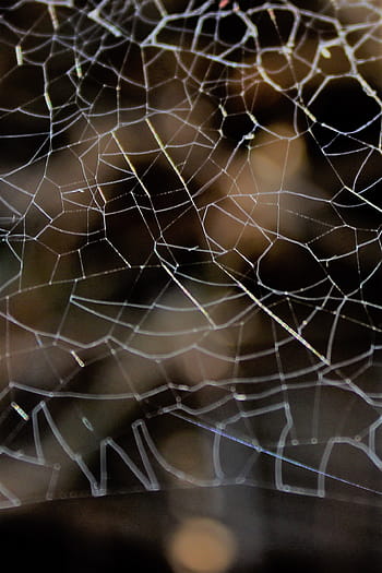 spider web, intricate pattern, close up, nature, web structure, fine threads, dark background, web detail, web texture, web design, web closeup