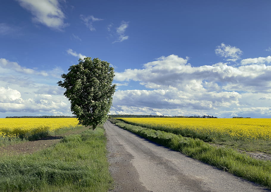 silnice, krajina, strom, řepky, Příroda, asfalt, vedení, pravidlo třetiny, nebe, pole