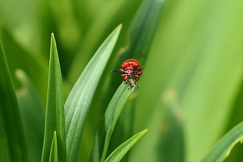 brouk, hmyz, listy, Příroda, Chyba, zblízka, fauna, makro, Lilioceris Merdigera, Japonsko