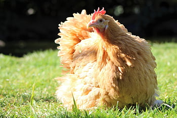 chicken, hen, poultry, animal, farm Animal, outdoors, free Range, agriculture, nature, bird, comb