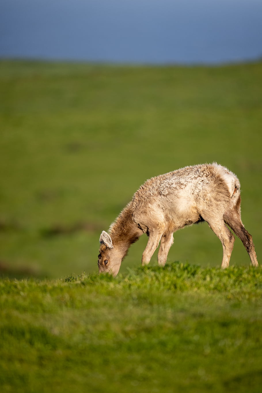 savec, elk, zvíře, Příroda, divočina, volně žijících živočichů, venkovní, park, louka, mladý, pastvina