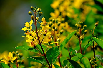 flowers, botany, bloom, blossom, thryalis Golden Shower, tiny Flower, yellow, flower Background, nature, flower Wallpaper, beautiful Flowers