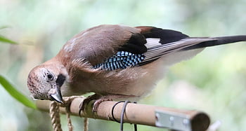 jay, garrulus Glandarius, raven Bird, songbird, sparrow Bird, plumage, nature, wildlife