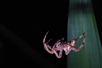 spider, arachnid, spider Web, cobweb, web, orb, weaver, insect, bug, arachnophobia, nature
