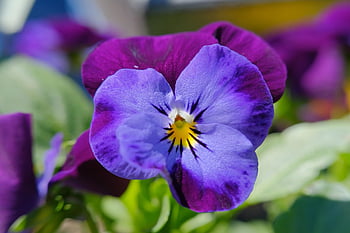 pansy Flower, mac Wallpaper, floral Background, spring, pansy, flower Head, flower, blue, Wallpaper, purple, windows Wallpaper