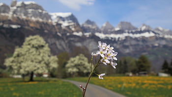 wild Flower, dirt Road, alpine, view, mountains, spring, look, mountain, overlap, scenery, the Stage