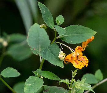 virág, növény, Narancssárga Himalája balzsam, himalájai balzsam, impatiens glandulifera, balzsam, Vad balzsam, természet, virágzik, virágzás, növényvilág
