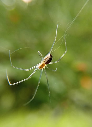 spider, arachnid, spider Web, cobweb, web, orb, weaver, insect, bug, arachnophobia, nature