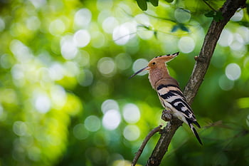 eurasian Hoopoe, hoopoe, bird, upupa Epops, animal, beak, feathers, plumage, perched, branch, nature