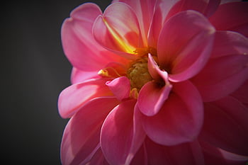 dahlia, flower, blossom, bloom, sun, sunlight, flower Background, close Up, garden Flower, summer, pink