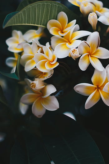Žluto-bílé frangipani, keře květiny, živé květy, detailní záběr, květinová krása, bílé keře, Keře žluté, květinové fotografie, tropické květiny, květ detail, Frangipani Blooms